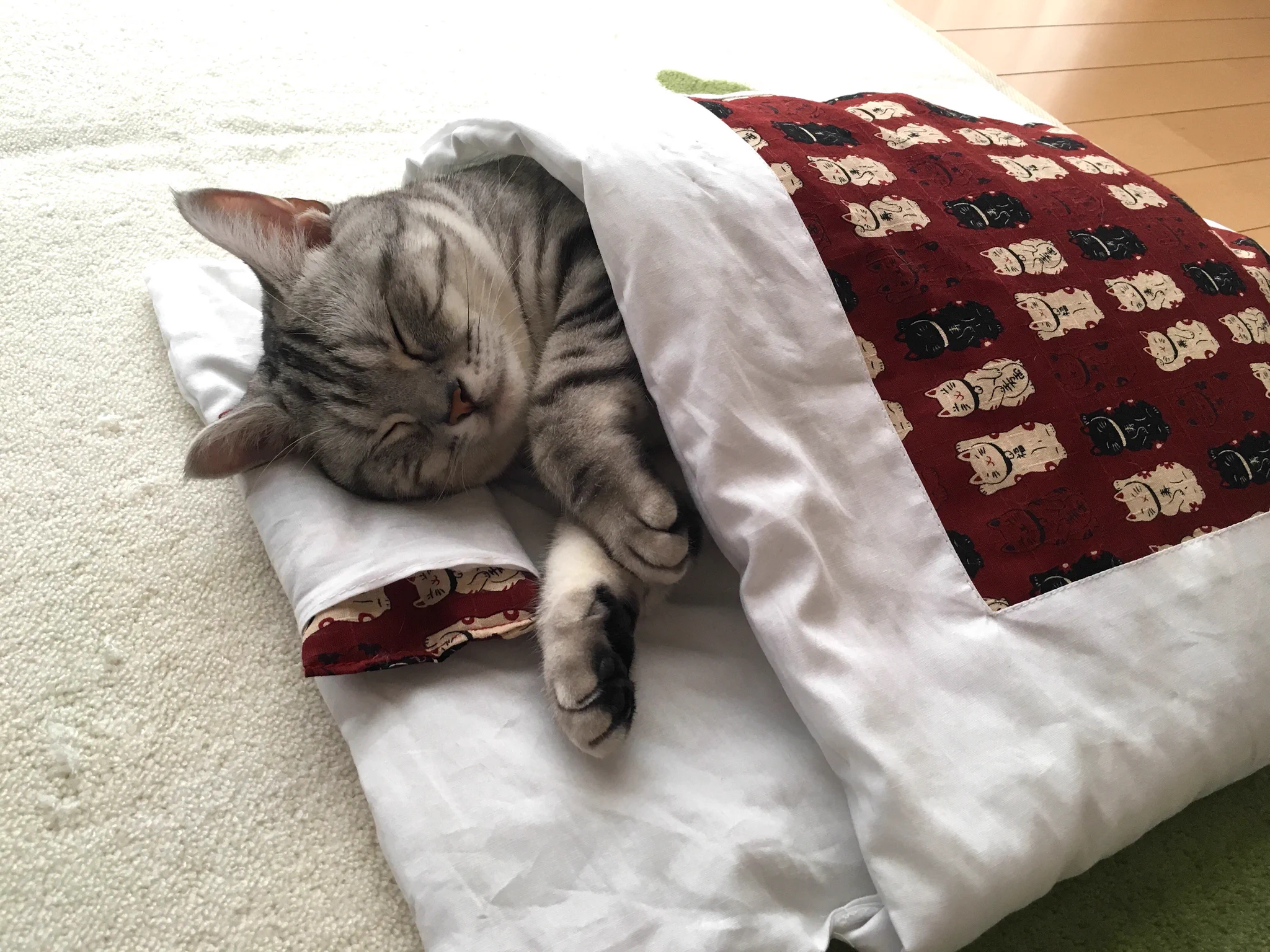 2/10は布団の日ー！人間だけじゃなくて、布団が大好きな猫にも布団を着せてみた！