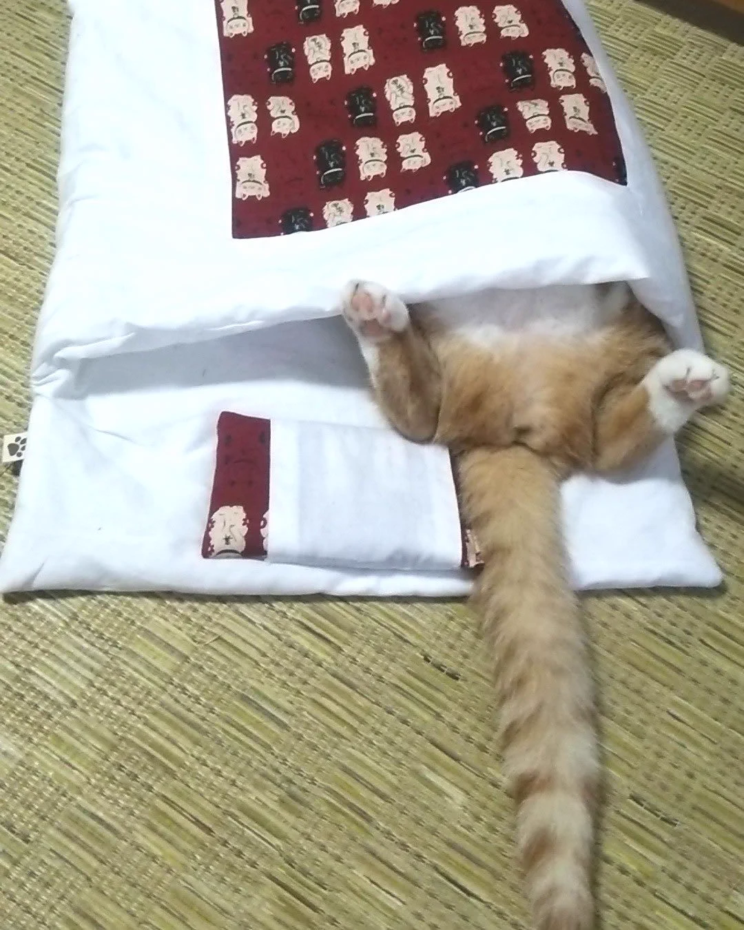 2/10は布団の日ー！人間だけじゃなくて、布団が大好きな猫にも布団を着せてみた！