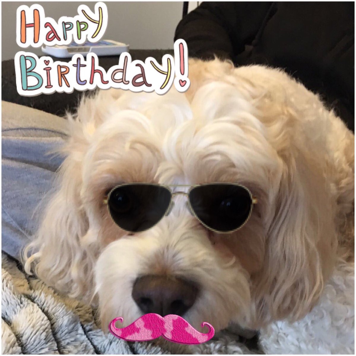 PettailsBrig's tweet photo. Woohoo birthday #cavachon here at Pettails today! Happy Birthday Barney!! #birthday #pettails https://t.co/j6OmOkl6jC