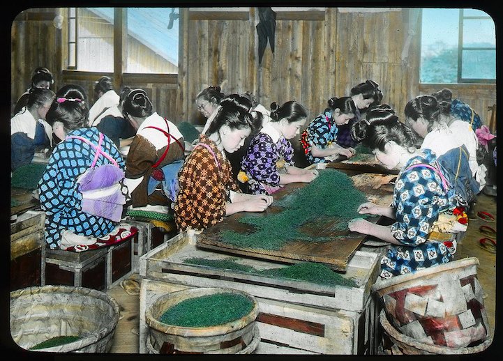 These early 20th century #photos of #Japan will make you #timetravel - Japanese #Tea Production mymodernmet.com/japan-20th-cen…