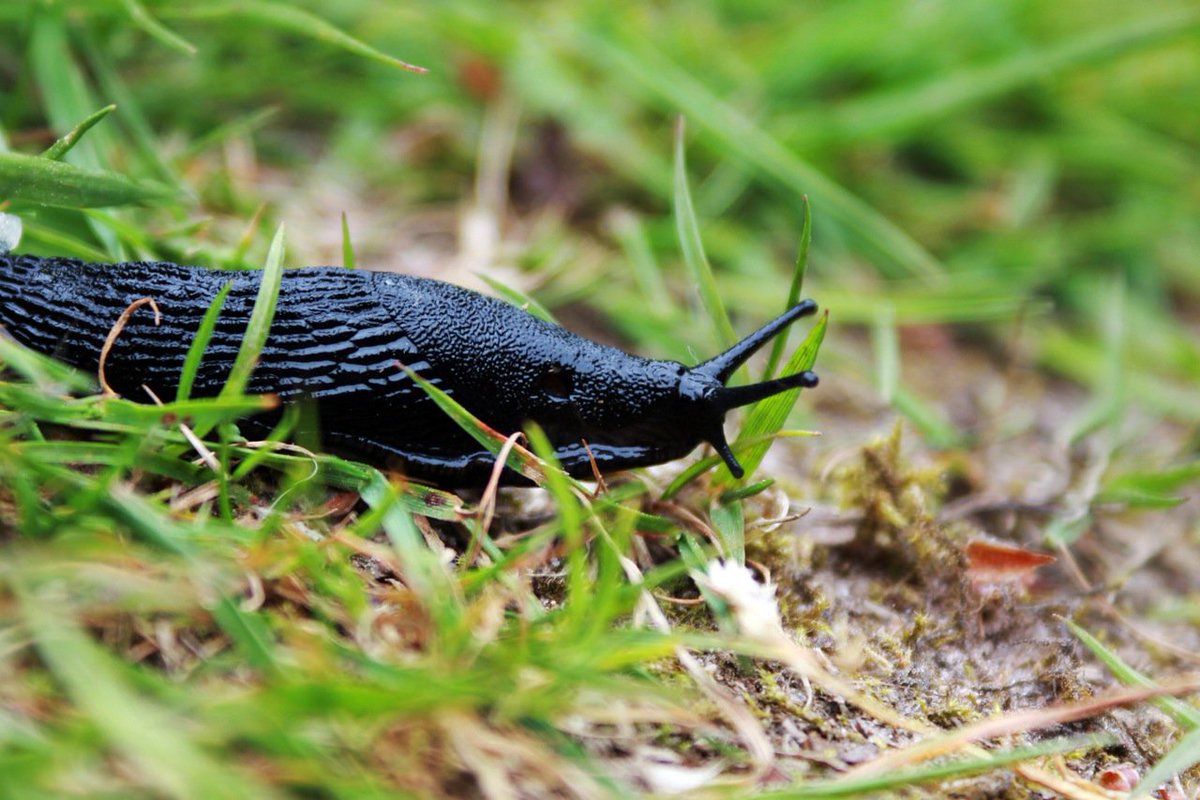 askmrmorpheus's tweet photo. Feeling kind of sluggish? #Didyouknow we share 70% of our DNA with slugs? #slugs #humans #dna #nature https://t.co/mEZ3mBbYbp
