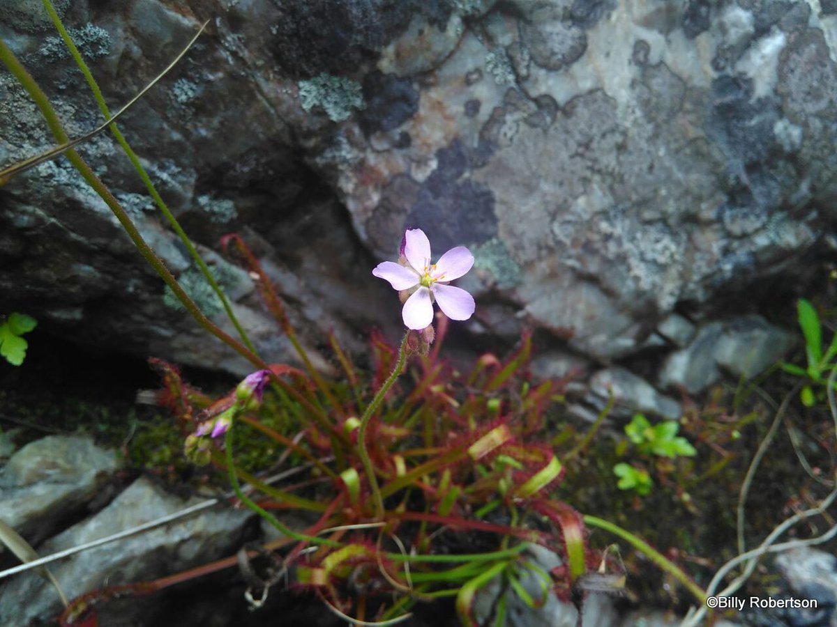 TheFynbosTrail's tweet photo. #FynbosFact Sundew/doublom(Drosera cistiflora) prompted to flower by early rains (usually Aug to Oct).Plant devours insects with its leaves. https://t.co/Rs2GAOVQoG