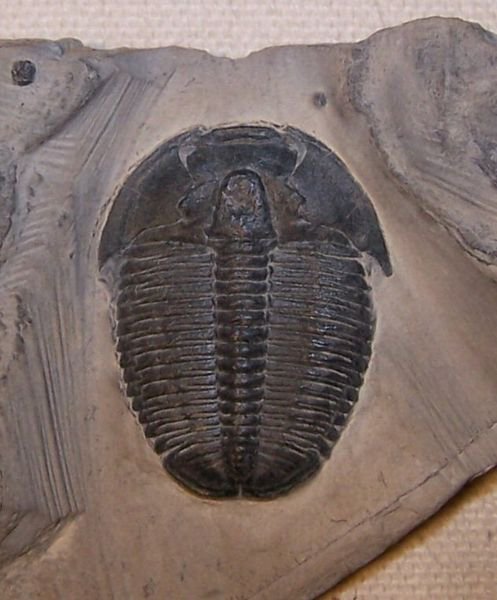 万城目学 会議の場で 最近の三葉虫化石の標本にディスプレイ革命が起きているという話がたいへんにウケが良かったので 新旧の写真を並べてみます どれも本物の化石です