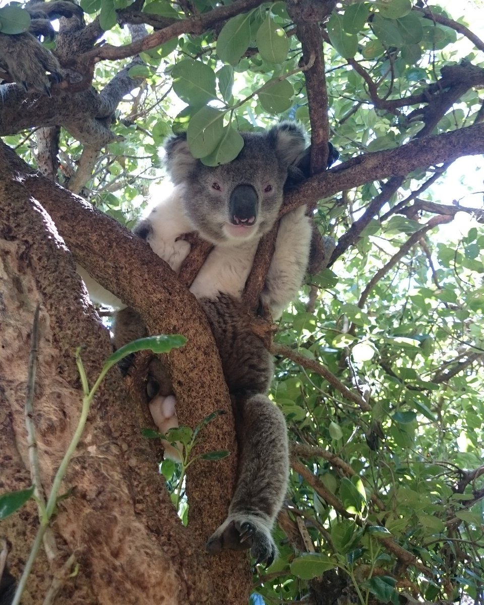This has got to be the funniest photo of a koala ever! A) he looks like he's wearing dungarees and B) his mister is hanging out! 😂😂🐨🌏