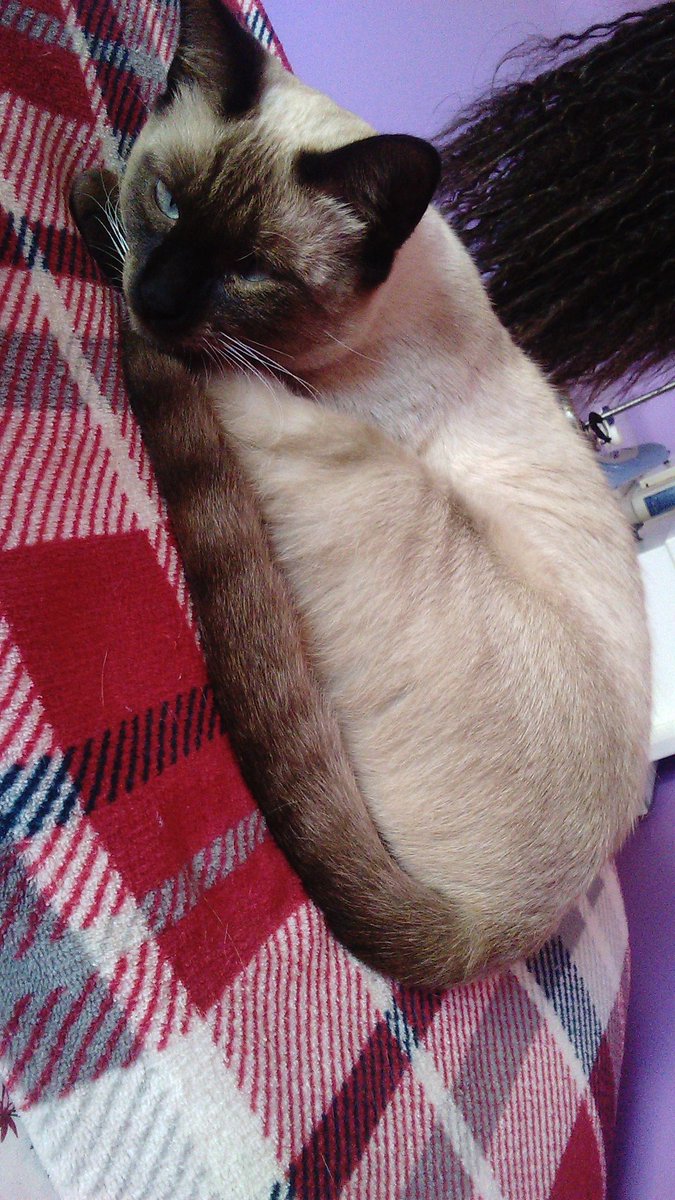 nereachicles's tweet photo. Gato perdido! Lleva 2 semanas desaparecido y ayer fue visto por el IESO la Jara, por favor si lo veis llamarme sale corriendo https://t.co/EIGzIP38pE