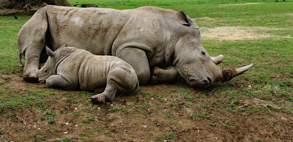 wildlifeact's tweet photo. SA Environmental Affairs Minister issues draft regulations on Domestic Trade in #RhinoHorn Comments open to public https://t.co/jTtjfuJS5R https://t.co/M3i2gVO0Uf