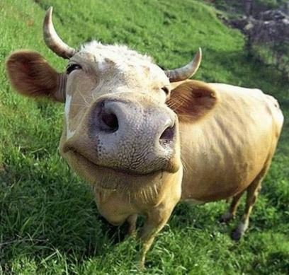 TheFarmingForum's tweet image. Good Moo'rning All - Got that #FridayFeeling