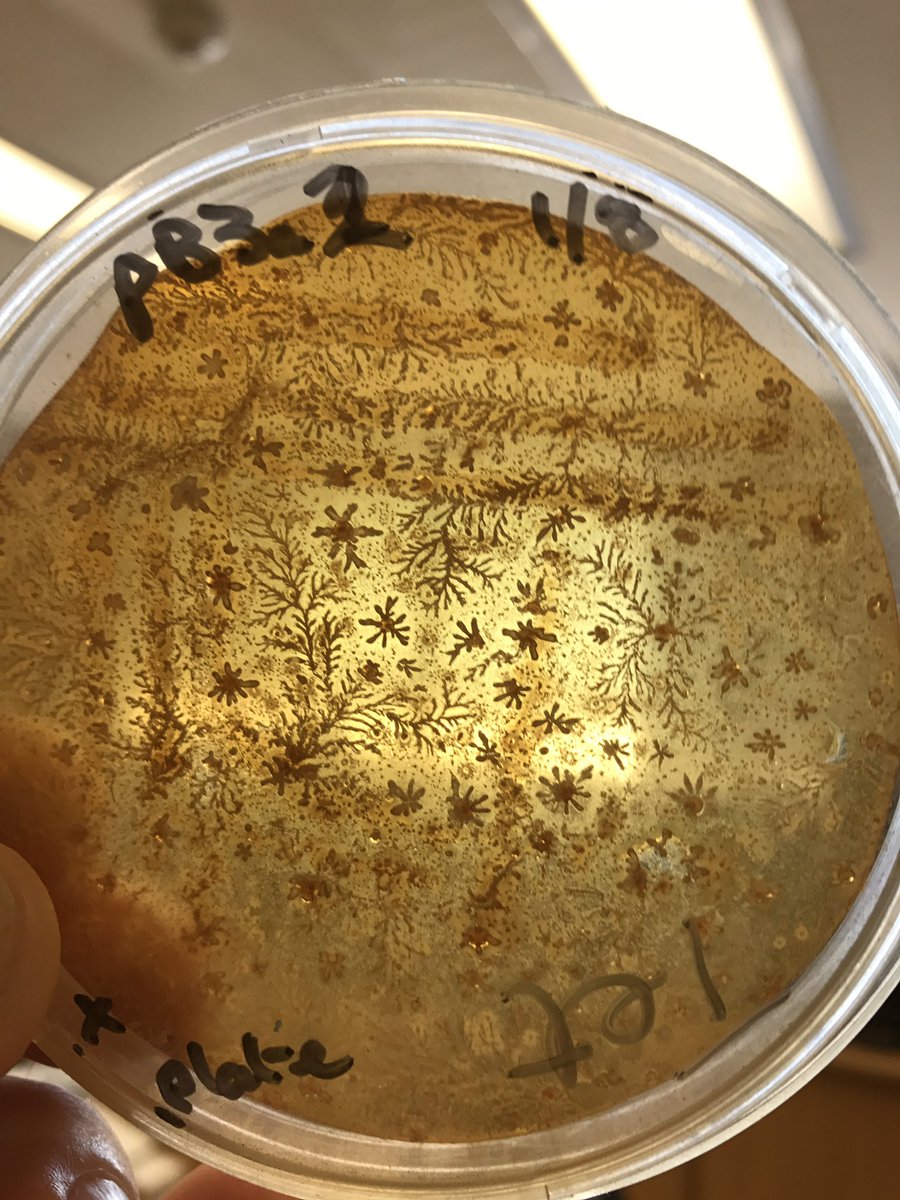 edrybicki's tweet photo. #LabHistory and inadvertent art: what happens to your 1986 cDNA clone of BMV RNA3 if you leave it on your office shelf π https://t.co/FR5v8YYJmH