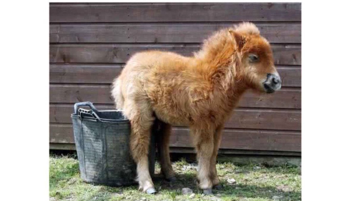 hanroseUK's tweet photo. Have a great weekend! #PottyTrainingInProgress #equinehour #HorseHour #equestrianhour #ponyhour https://t.co/WfatVbaPsA