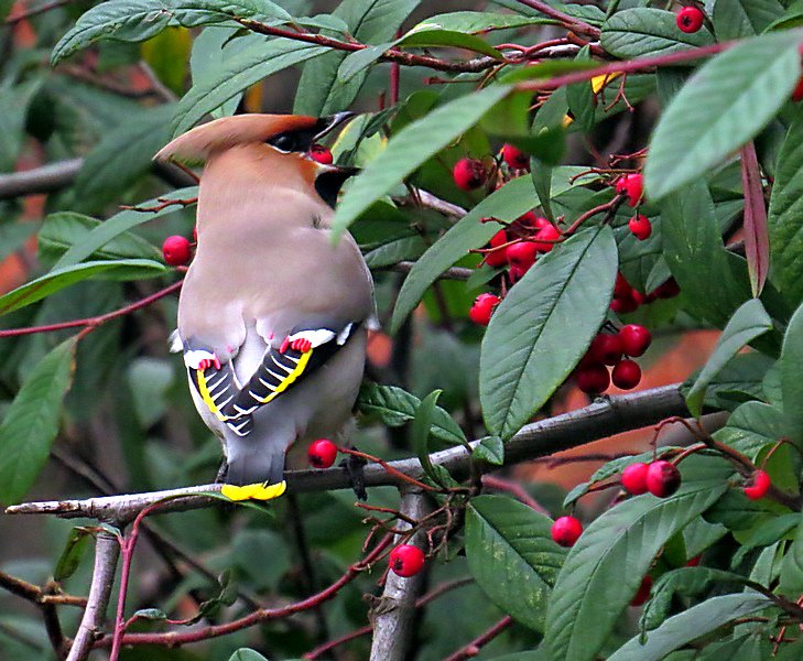 ianballam's tweet photo. More shots of the Waxwings from yesterday at Halfords on Ringwood Road , Poole https://t.co/GZF2JBI4xx