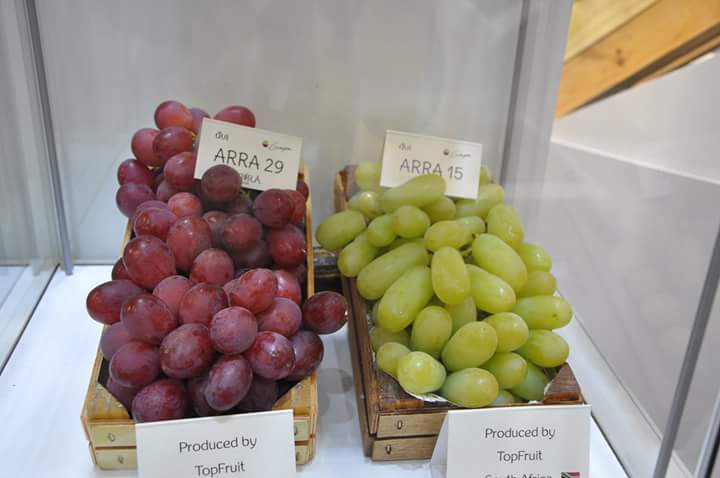 Какой виноград является визитной карточкой чили. Чили виноградники. Виноград кримсон. Мерло сорт винограда. Какой сорт винограда является визитной карточкой чили?.