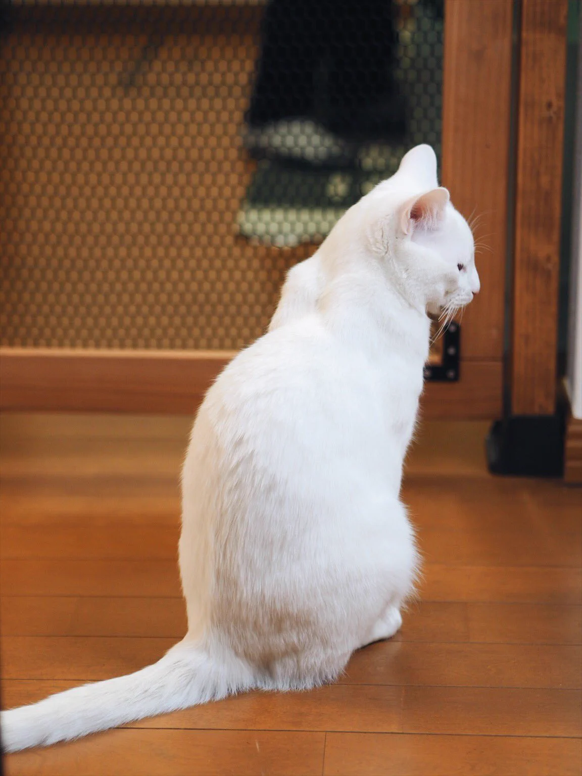 猫侵入防止用の扉を作った結果ｗそこから入るのかよっていういか入れてないｗｗｗ
