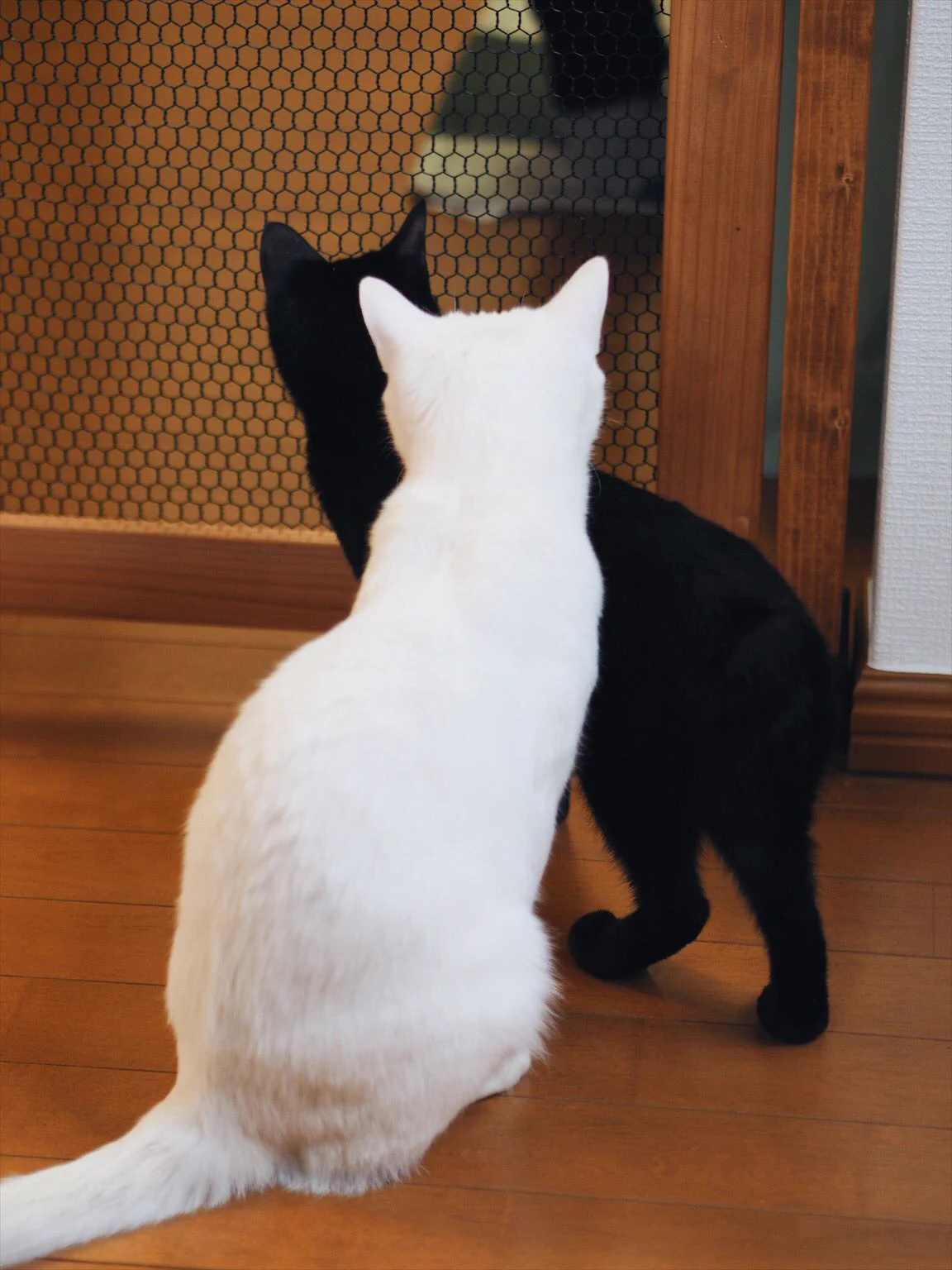 猫侵入防止用の扉を作った結果ｗそこから入るのかよっていういか入れてないｗｗｗ