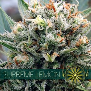 New post (Supreme Lemon) has been published on Vision Seeds - visionseeds.nl/product/suprem…