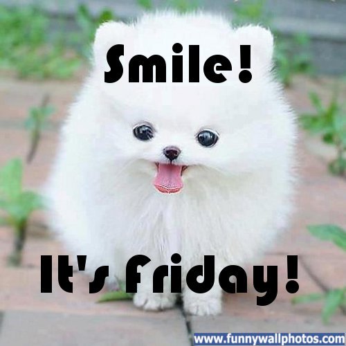 PadsandPaws's tweet photo. Happy Friday everyone! https://t.co/yZS8x3VsZJ