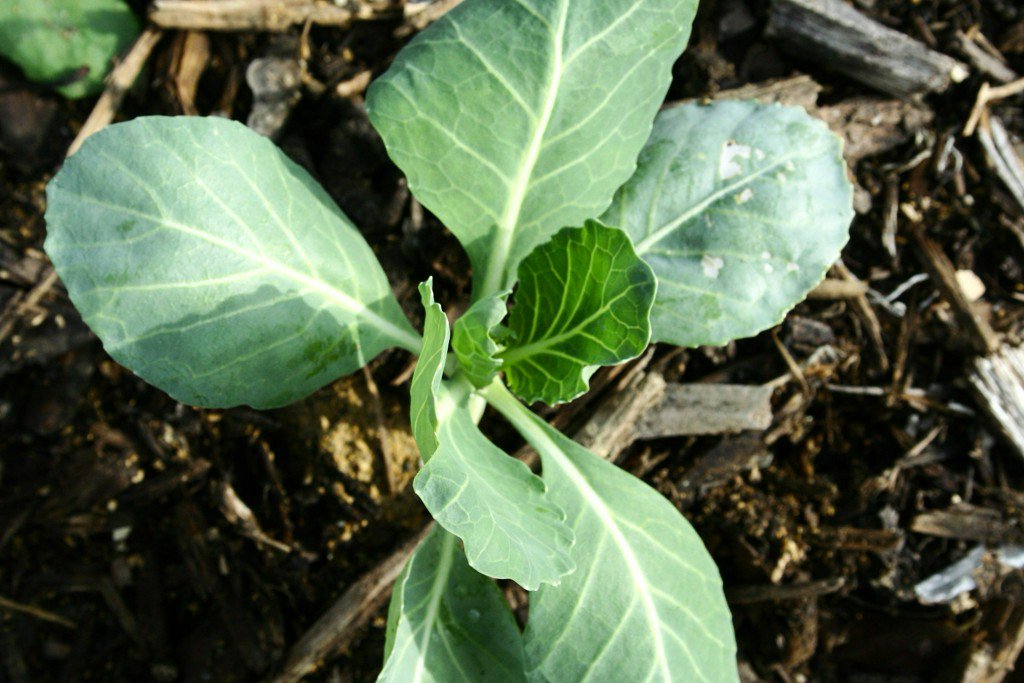 Plant cabbage to make your own sauerkraut atxne.ws/2l0oxXJ