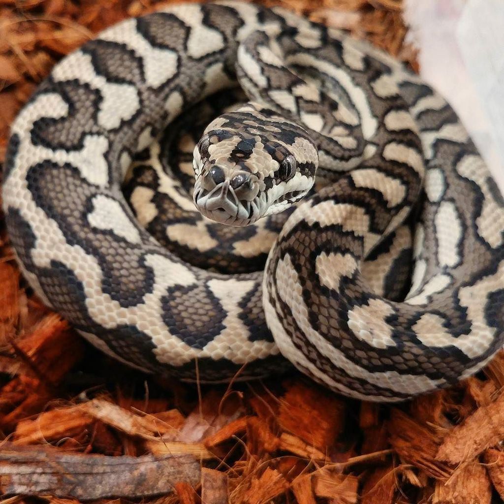 DesignerExotics's tweet photo. "Got my eyes on you"
#snake #snakesofinstagram #python #pythonsofinstagram #moreliapython #moreliapythons #carpetp… https://t.co/R1ZFl7n5dA