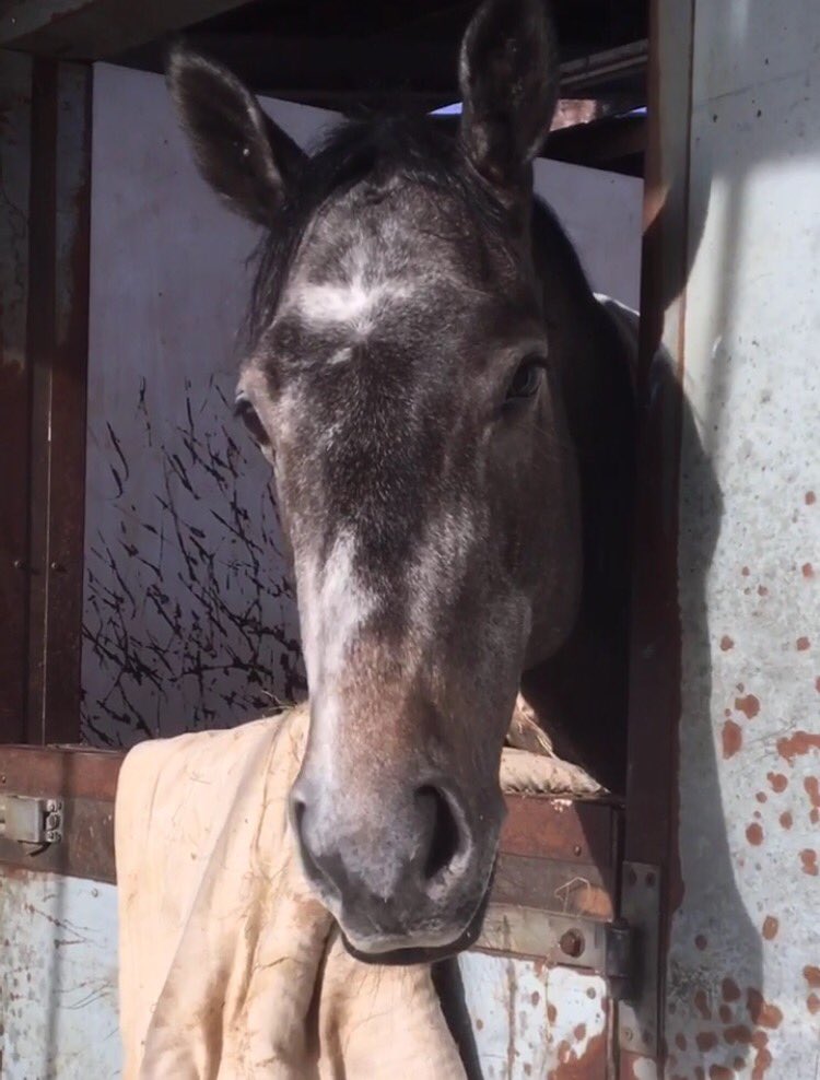 Off to <a href="/BangorRaces/">bangorraces</a> with this little fella #AtlanticGrey