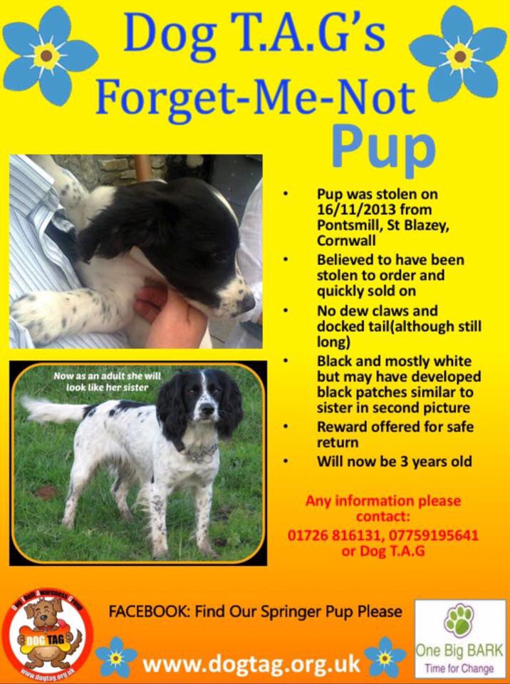 MolliePug's tweet photo. @FindOurPup 💕 https://t.co/K2q5vTdLpY
