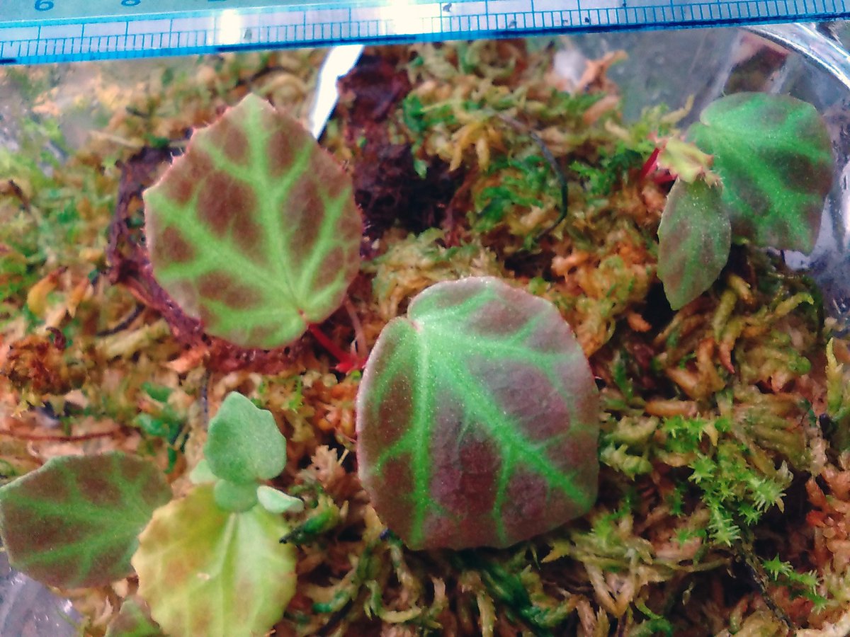 Begonia rajah(#ベゴニア ライア)マレーシア半島原産 ただ一つの個体を