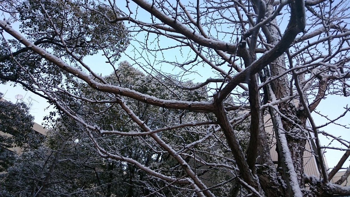 happyymr's tweet photo. 徳島は雪国でした。❄
粉砂糖ふったみたいで可愛かった（女子か）
わりと安上がりな雪だるま作りました⛄
なんか抱きしめたくなるかわいさ💘 https://t.co/8v9Ttm1VL1