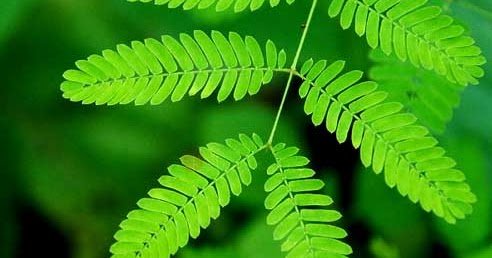 Okudunuz mu? Bitkiler öğrenebilir mi? dlvr.it/NLKGXG #7saniye #İlginç_bilgiler