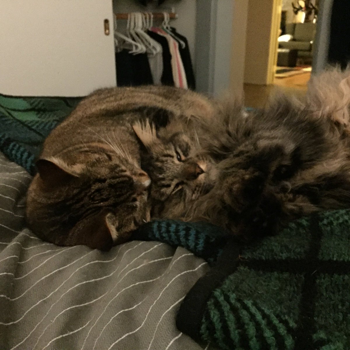 Redliana's tweet photo. @usda Restore online database &amp; protection for all animals they are part of our families #NoUSDAblackout #AttackOnAnimals #altUSDA https://t.co/DR60Audaaw