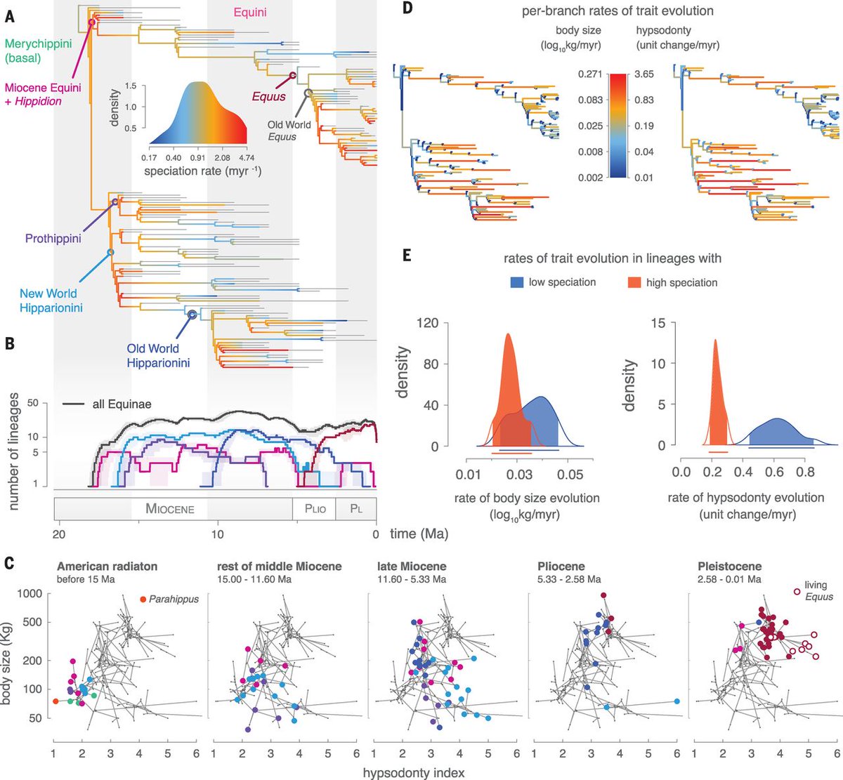 NatureEcoEvo's tweet photo. The evolution of horses - pulses of species diversification are not linked to bursts of phenotypic evolution https://t.co/q5vBssvUDD https://t.co/ilE9BPmvwj