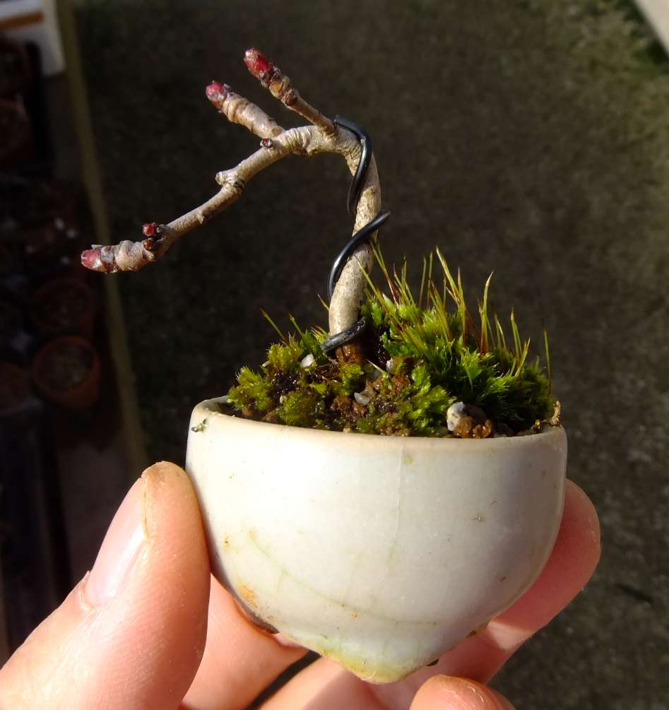 5ｃｍ盆栽 さんざし ミニ盆栽 一蒼鉢 実生3年目 自分と盆栽との出会いはミニを扱った盆栽 実用書かと思ってましたが 一番最初は子供の頃読んだ ドラえもん で のび太達に野球のボールで破壊される物としての認識だと気づいてしまいました 盆栽の主は