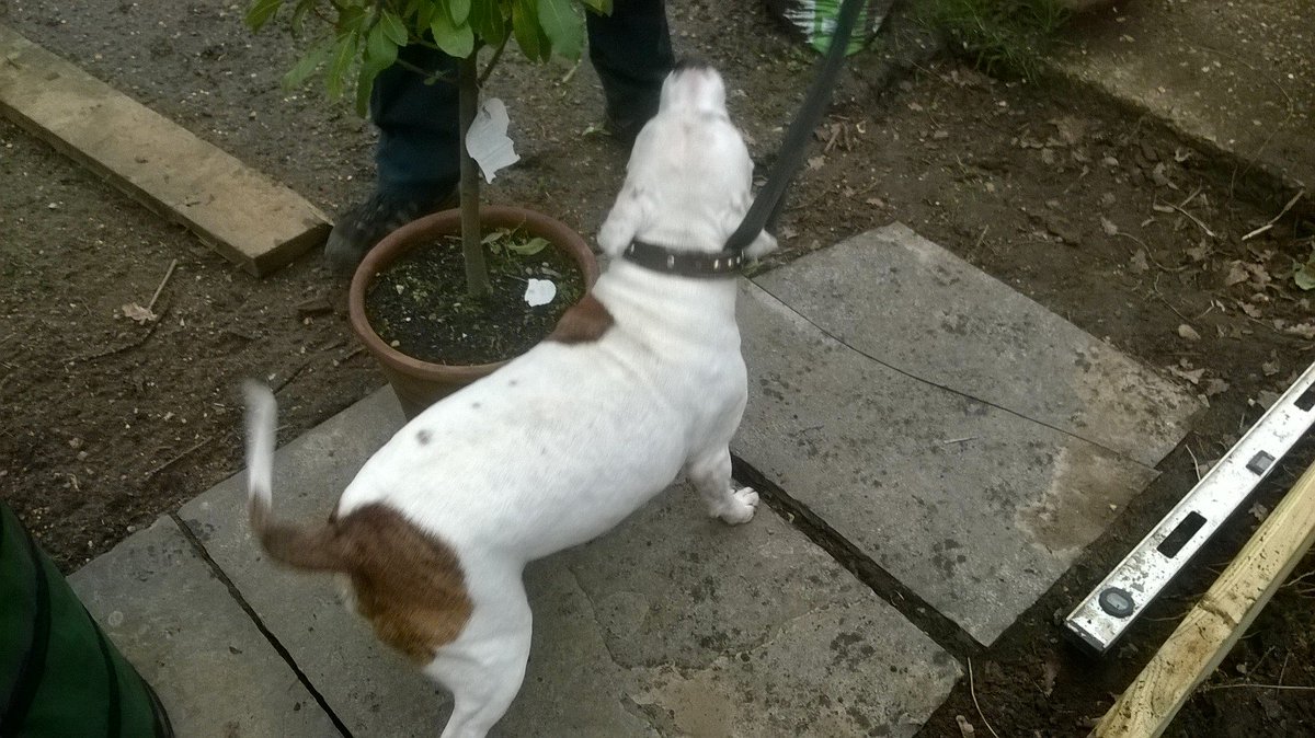 BCPCouncil's tweet photo. We've picked this little guy up this morning in Fernheath Rd @ 9:30 - not microchipped, do you recognise him? Contact 01202 451306. https://t.co/JZpDOn3Qdm