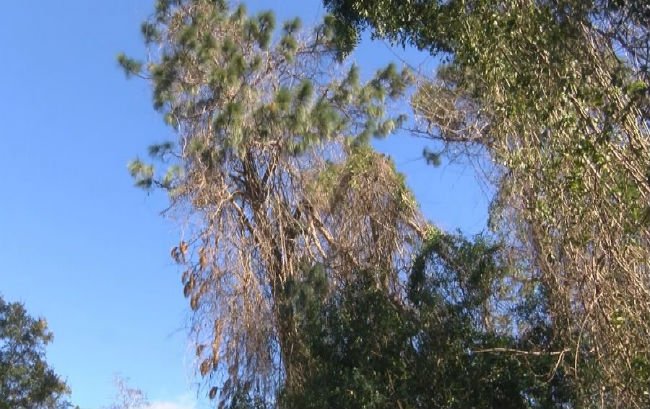 WNCN's tweet photo. NC family living in fear as neighbor's tree damaged in Matthew leans over house https://t.co/JAsCOI84tH #HurricaneMatthew #AfterMatthew https://t.co/x9jCFp33sV