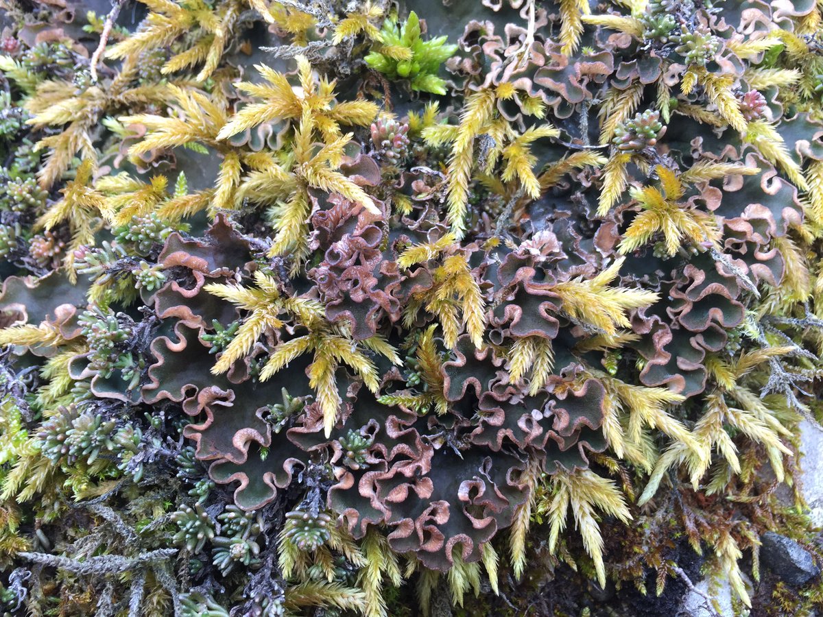 Feldbotanik's tweet photo. Just found this lovely #terricolous #lichen on an #erraticboulder in a pasture. What species might it be? #lichenID https://t.co/Kq0p39VUi1