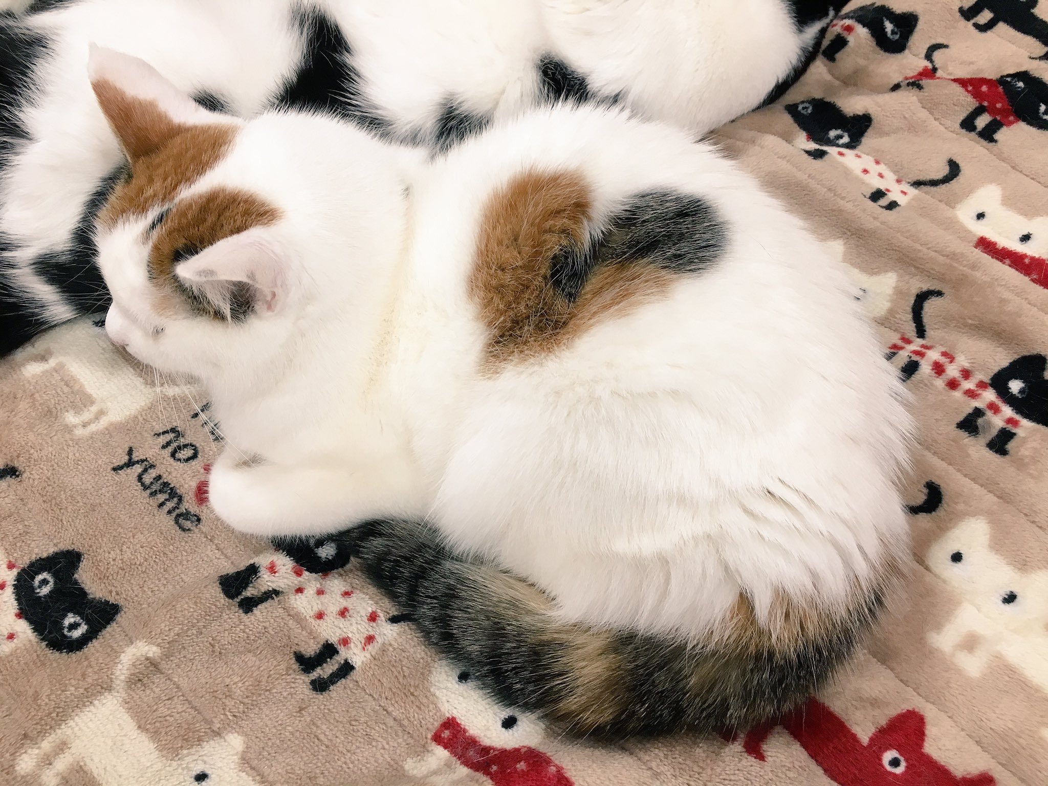 ♡1周年記念SALE♡ぐでねこちゃんとイチョウ　ミケ猫 ♡1周年記念SALE♡ぐでねこちゃんとイチョウ ミケ猫