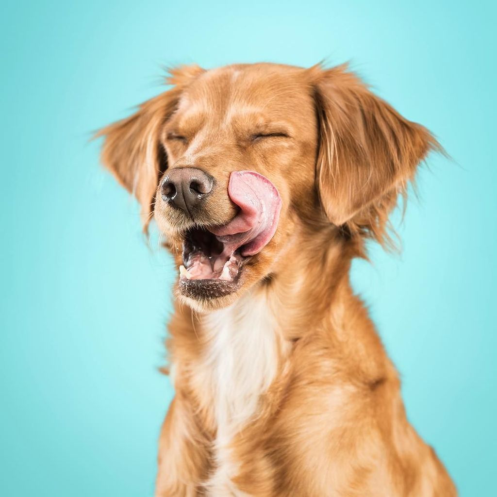 opifanti's tweet photo. Timon is a beautiful #rescuedog.
#adoptdontshop 
#dogphotography #studiolife #studiophotog… https://t.co/aX9tYlwpil https://t.co/mhOo5yDWM5