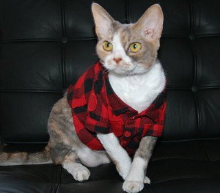 KarmaKittyJewel's tweet photo. Today is National Flannel Day! #FlannelDay #etsyhandmade #catsoftwitter #winterstorm #winterstormchris #furbabies #cats #FridayFeeling #cats https://t.co/JutgfRzA7v