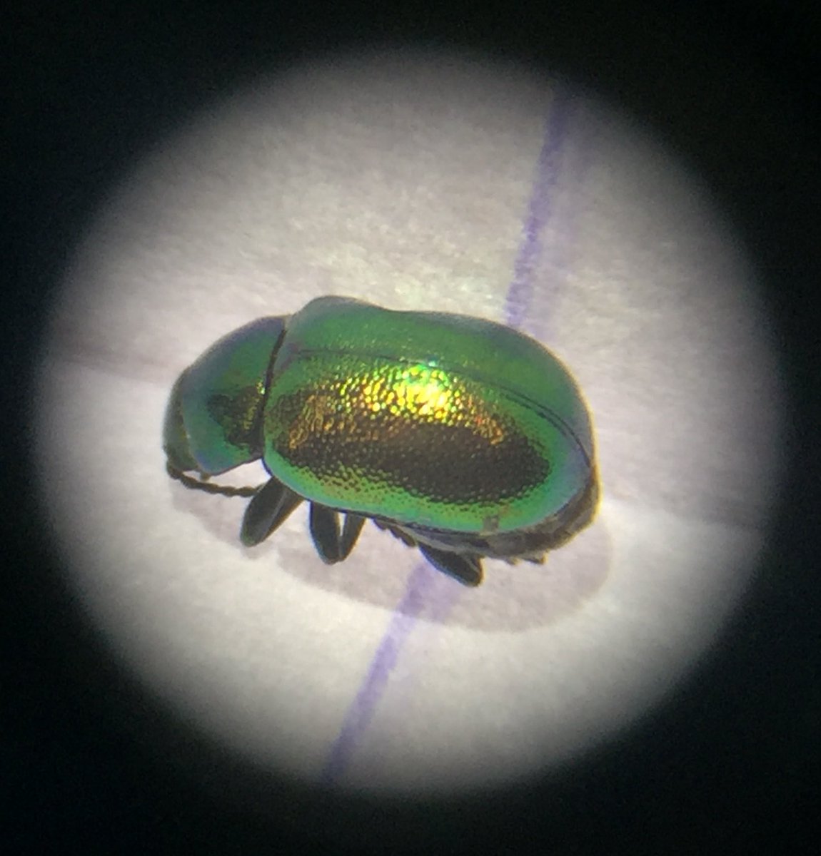 harri_leee's tweet photo. Chrysomelidae (leaf beetle) under the microscope 🔬🐞  @hatbirder @BBOWT @EntomologyNews @ColeopSoc @NHM_Coleoptera #MScSISS https://t.co/HlEkk4OvFu