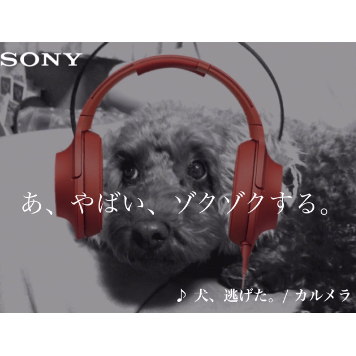 犬逃げた Twitter Search