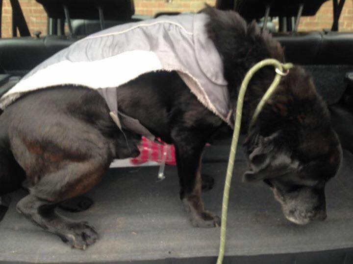 LostboxUK's tweet photo. Anyone looking for this old boy? Black Lab, approx 14 years old, found on Feb 9th in #Sedgley, #Dudley. Please RT!
https://t.co/SJpZmSsI5n https://t.co/y6JUMCegU7