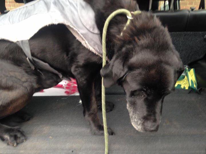 LostboxUK's tweet photo. Anyone looking for this old boy? Black Lab, approx 14 years old, found on Feb 9th in #Sedgley, #Dudley. Please RT!
https://t.co/SJpZmSsI5n https://t.co/y6JUMCegU7
