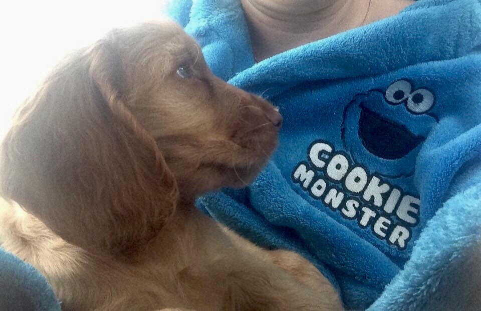 How ironic! But I can't be a monster, not with those eyes! #puppydays #puppy #puppylove #cutepuppy #cookiemonster