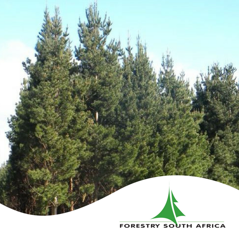 Forestry SA tweet media