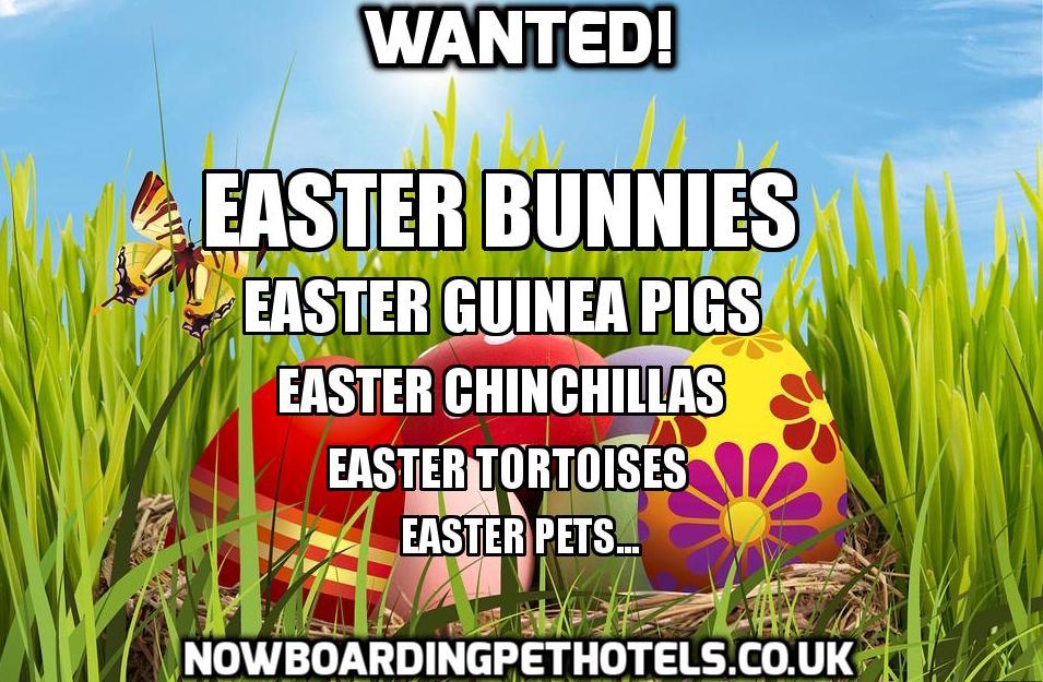 #nowboardingpethotels #bunnyboarding #easter #easterbunny #easterbreak #easterholiday #spring #easteregg #petboarding #smallpets