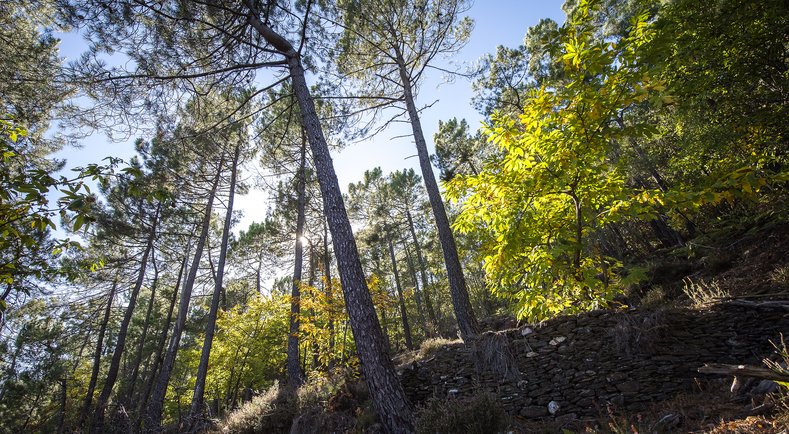Agri_Gouv's tweet photo. #Communiqué @SLeFoll approuve par décret le programme national de la #forêt et du #bois https://t.co/MCzvp8veBg #LoiDAvenir https://t.co/xta7qCjBhi