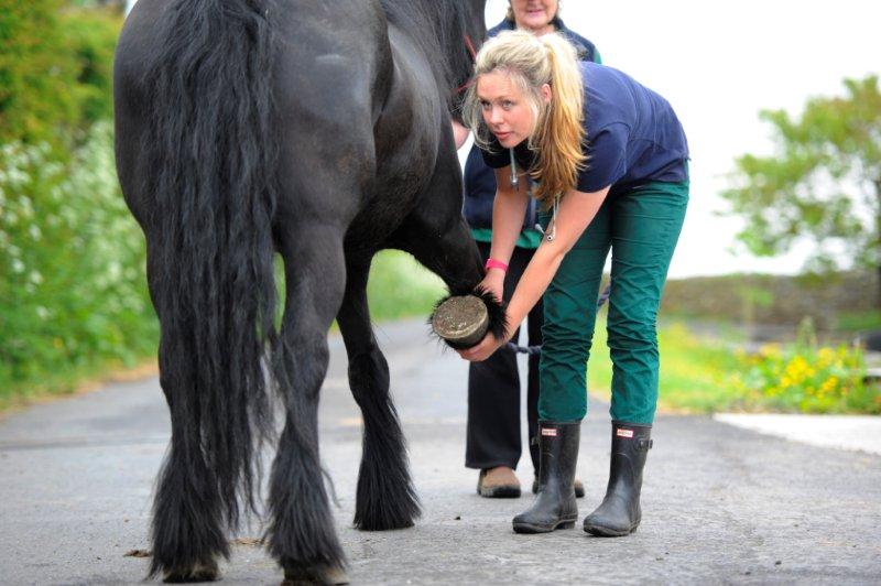 BritishVets's tweet image. Interested in joining a Young Vet Network in your area? Find your nearest YVN: bit.ly/2eExyTy #YVN #Vets