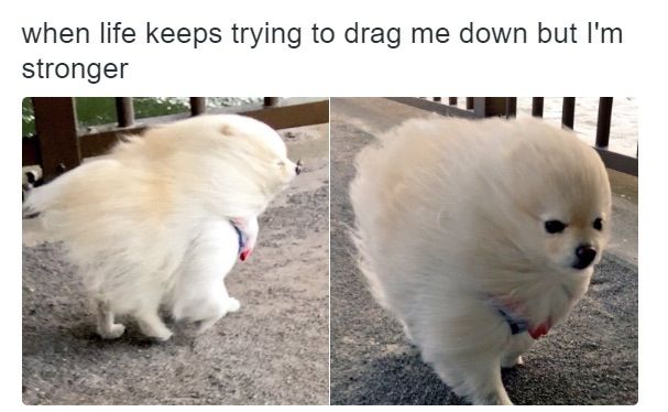 WholesomeMeme's tweet photo. https://t.co/kyEKGQyqOS
