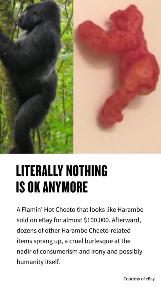 DrNooga's tweet photo. What is going on with the world?? #HarambeCheeto #Harambe 🤷🏻♀️ https://t.co/nmcsC5kqY1