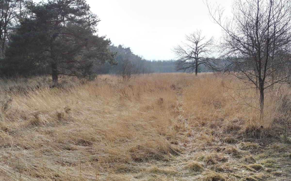 saarvbost's tweet photo. #tb #nature #NaturePhotography #theNetherlands https://t.co/QS9EgwbHNy