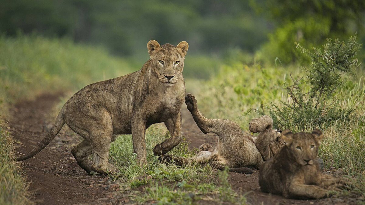 leopardmountain's tweet photo. Because life's no fun staying clean!!! #fridayfunnies #wildlifesightings #luxurysafarilodge #lifeinthewild #safari #rollinginthemud https://t.co/LA1ocoFV4O