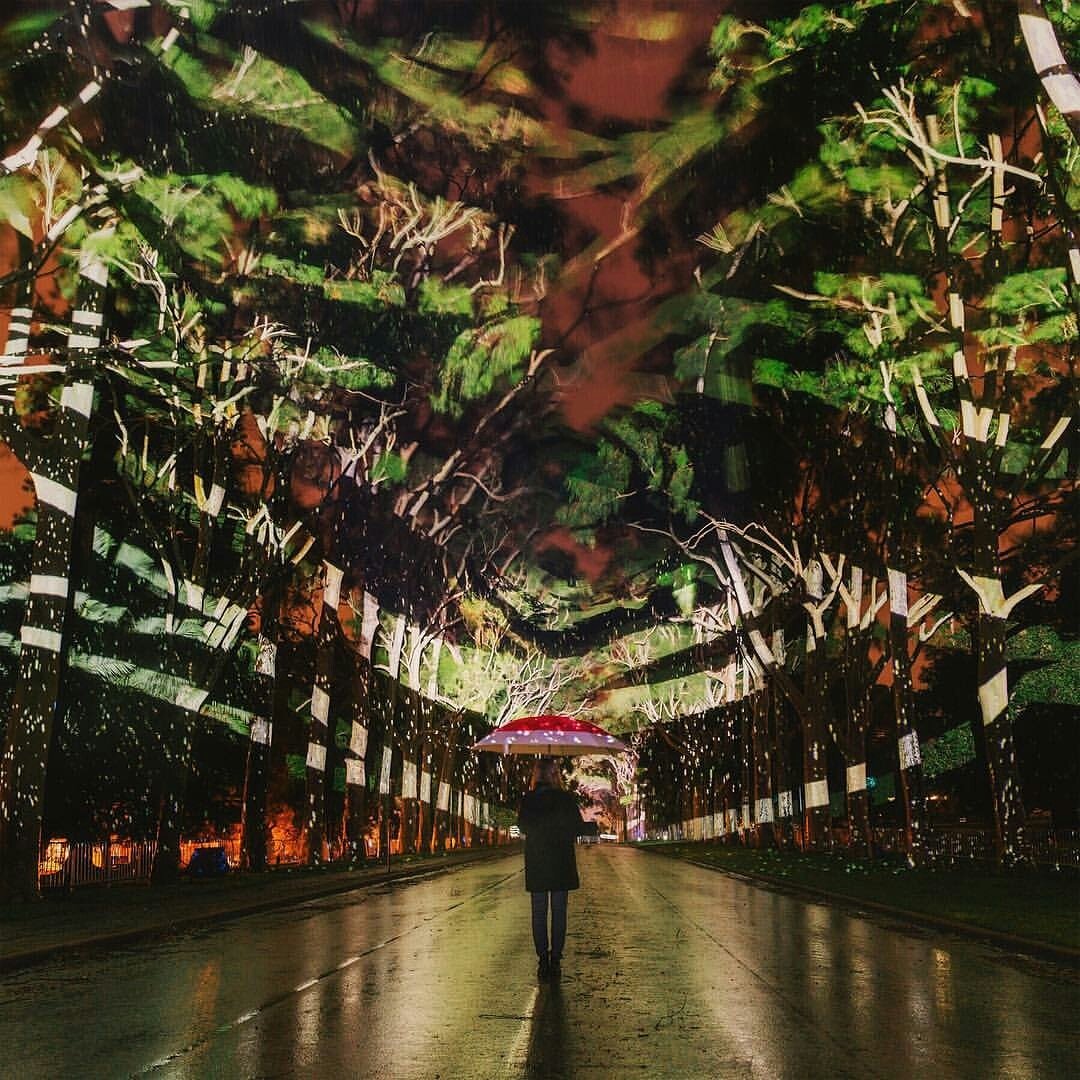 perthlife_'s tweet image. What a stunning shot by @benn_tudor (IG) of Boorna Waanginy: The Trees Speak, the free opening event of @perthfest at Kings Park tonight.