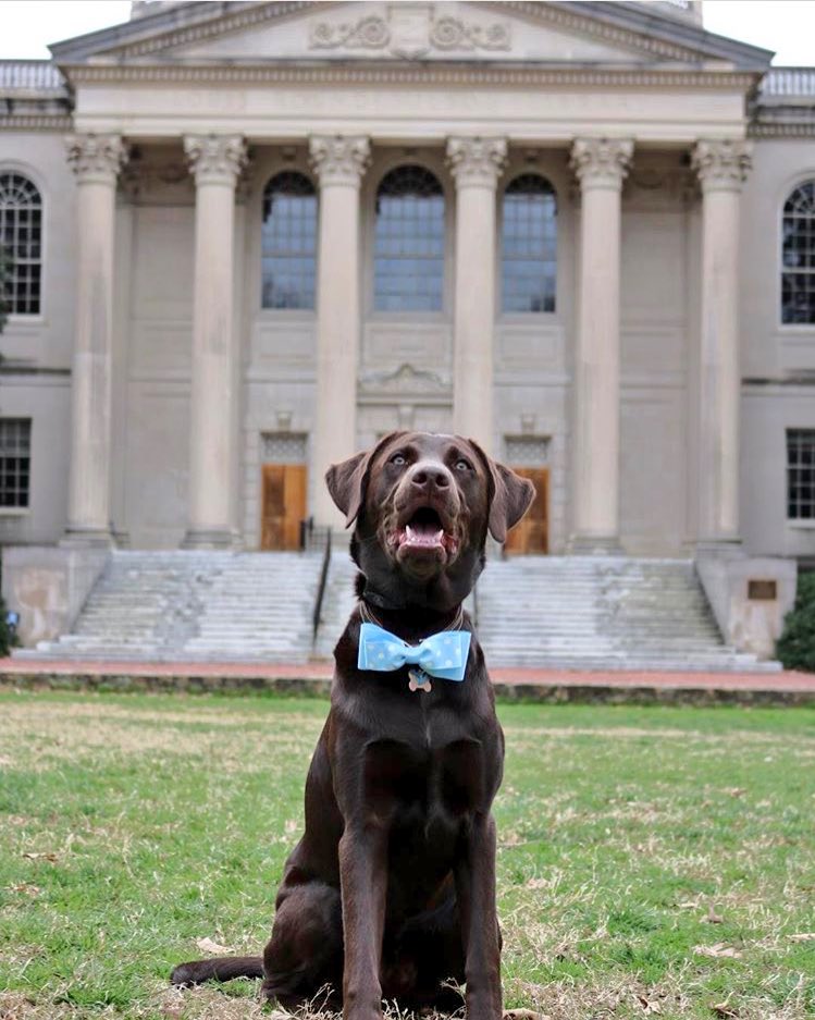 UNC's tweet photo. Scout is here to remind you that, no matter what, it's always a #GDTBATH [📸: IG user scout_thechocolab] https://t.co/OnRkLdLLNu